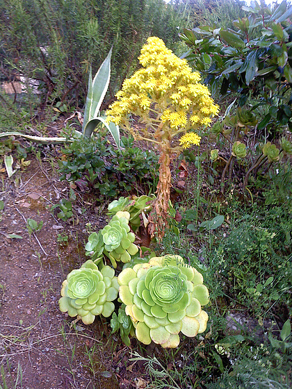 Aeonium arboreum 2melu11