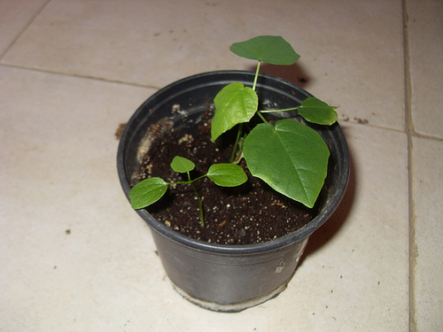 Passiflora foetida 2phoen11