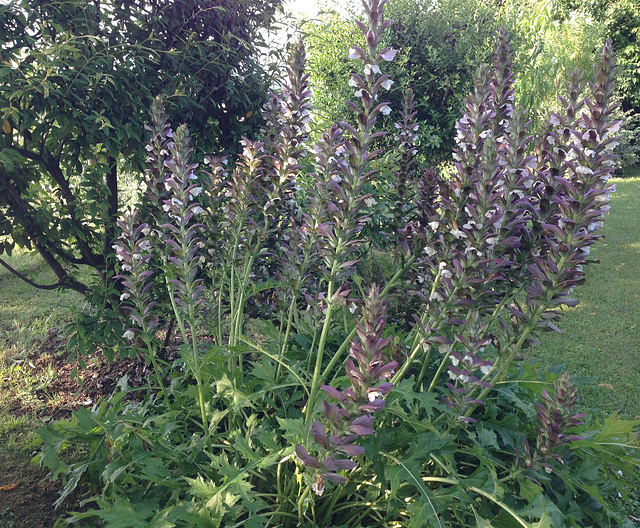 Acanthus mollis - et généralités sur le genre  - Page 2 3-abei10