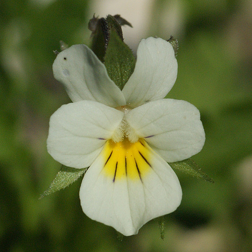 Viola arvensis - pensée des champs  3-serg38