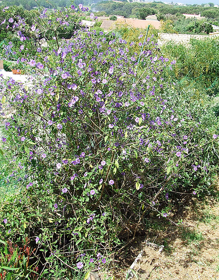 Solanum rantonnetii 3106