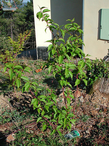 Stachyurus chinensis 'Celina' 3107