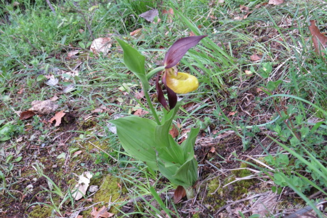 Cypripedium calceolus - sabot de vénus 311