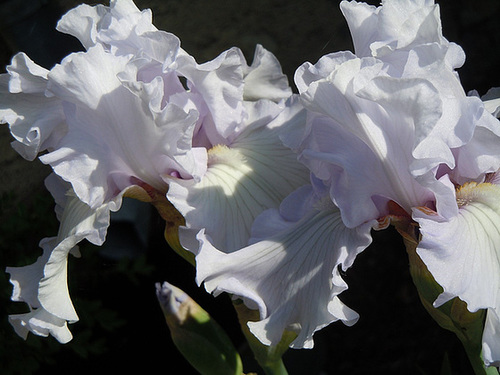  Nos Iris : floraisons 2012 - Page 3 3161