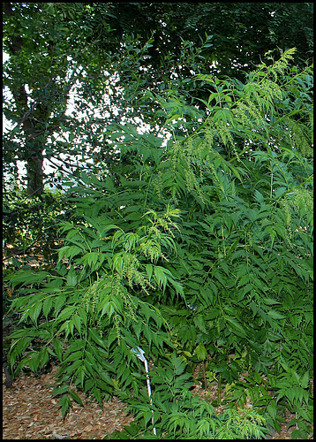 Datisca cannabina - datisque faux chanvre, chanvre vivace 3181