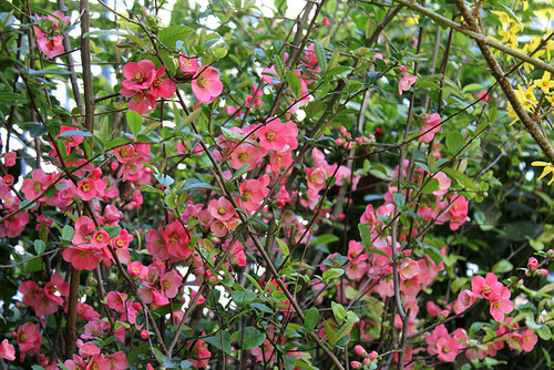 Chaenomeles japonica - cognassier du Japon et hybrides 3264