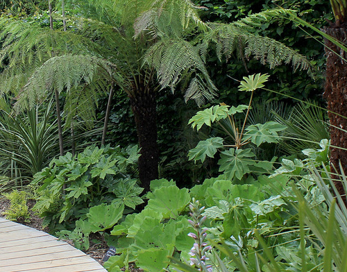 Fatsia japonica - fatsia du japon 3286