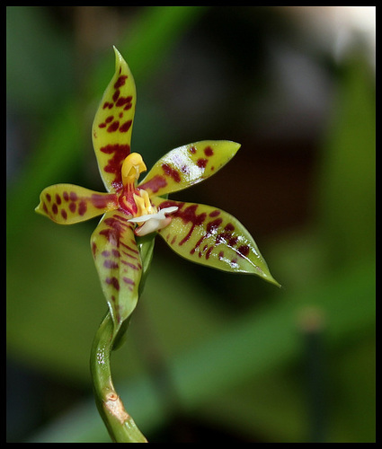 Phalaenopsis lamelligera (= Phalaenopsis cornu-cervi f. lamelligera) 3307