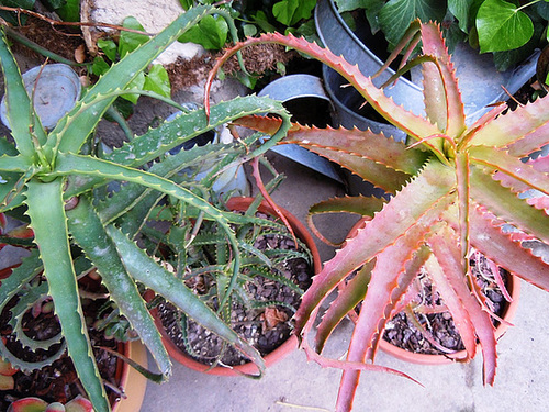 Aloe arborescens 354