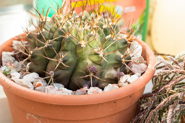 Gymnocalycium marsoneri ssp marsoneri ?  [identification à confirmer] 359