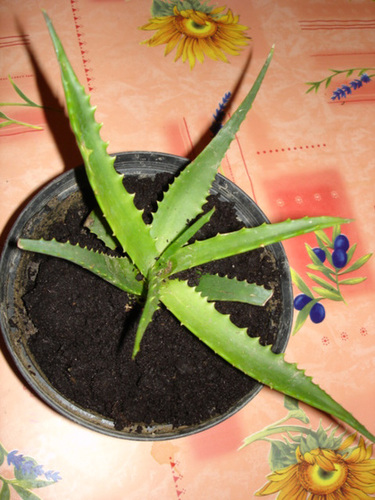 Aloe sp.  [identification non terminée] 364