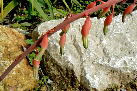 Aloe sp. et Gasteria sp. [identification non terminée] 367