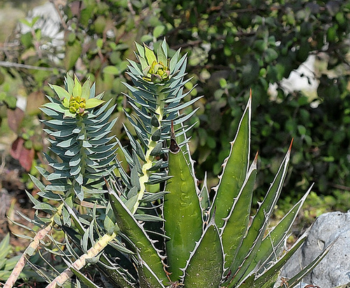 rigida - Euphorbia rigida - euphorbe rigide 376