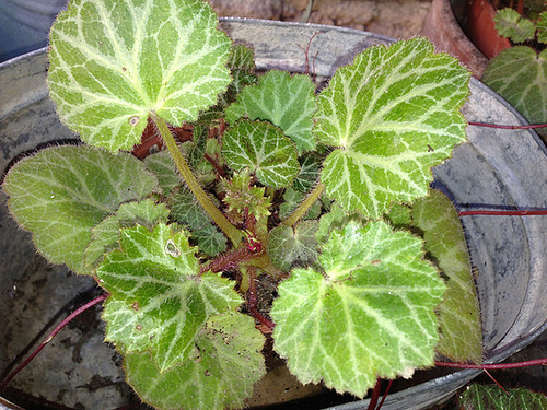 Saxifraga stolonifera 381