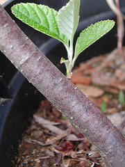 Sorbus aria - alisier blanc [identification non confirmée] 383
