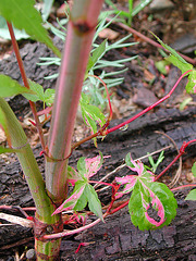 Acer palmatum 'Oridono Nishiki' 398