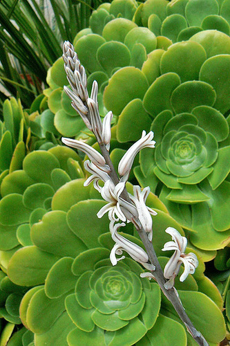 Haworthia cooperi var. venusta 3avia11