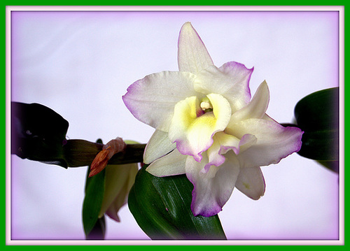 orchidées : nos floraisons au fil des saisons 2010-2013-2014  - Page 8 3mealo10
