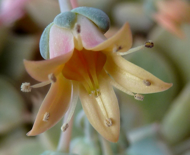 Graptoveria 'Acaulis' 3nessy10