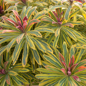 Euphorbia x martinii (amygdaloides x characias) 4-14210