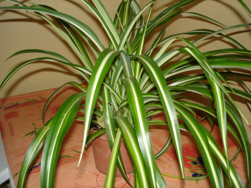 Chlorophytum comosum  4-bip10