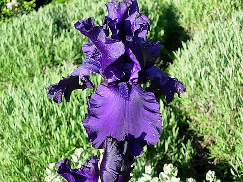  Nos Iris : floraisons 2012 - Page 3 4118