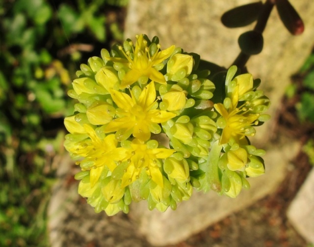 Sedum pachyphyllum 442