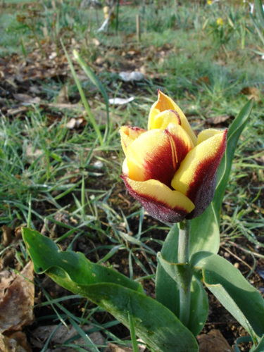 Tulipa - grands hybrides - tulipes chics et kitch (sections 1 à 11) 45-bip10