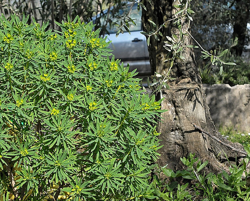 rigida - Euphorbia rigida - euphorbe rigide 455