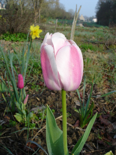 Tulipa - grands hybrides - tulipes chics et kitch (sections 1 à 11) 4610