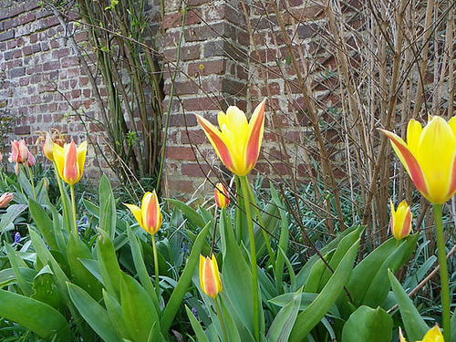 Tulipa - grands hybrides - tulipes chics et kitch (sections 1 à 11) - Page 2 463