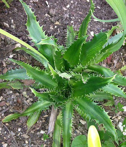 Eryngium agavifolium - panicaut à feuilles d'Agave 4_abei11