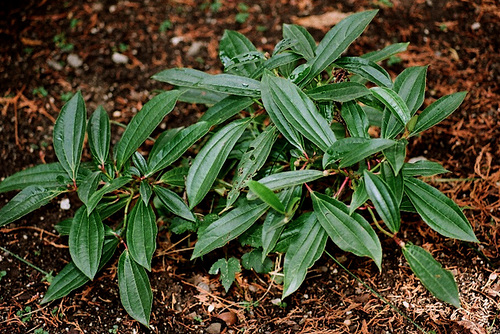 Viburnum davidii - viorne de David 4_neir12