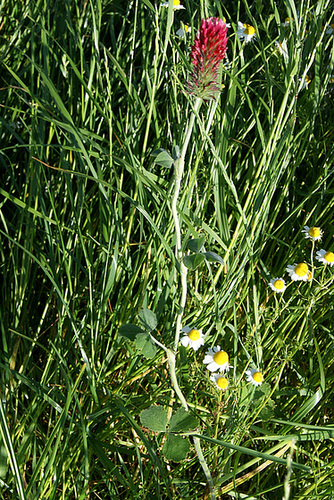 Trifolium incarnatum - trèfle incarnat 4_serg10