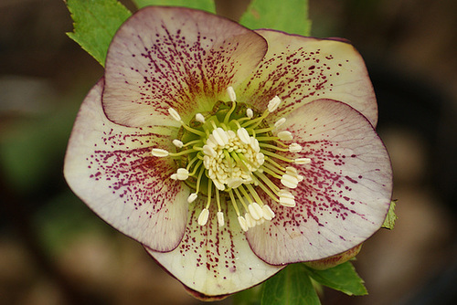 Helleborus - les hellébores, ou ellébores  - Page 4 5-serg35