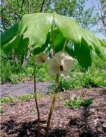 Podophyllum - le genre 514