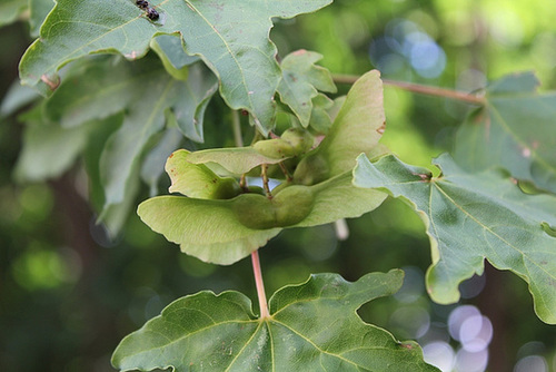 Acer campestre - érable champêtre 5141