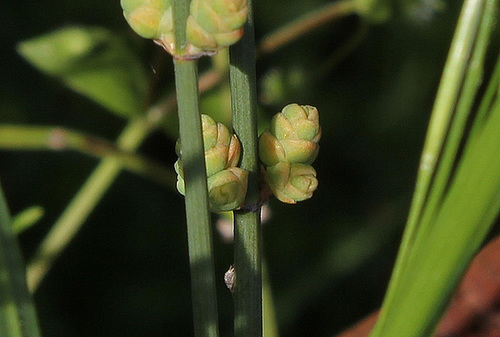 Ephedra distachya - raisin de mer 5145