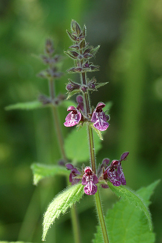 Stachys sylvatica - épiaire des bois 523