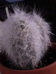 Mammillaria sp., Oreocereus trollii et ?  [identifications non terminées] 535