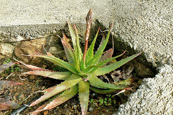 Aloe sp. et Gasteria sp. [identification non terminée] 543