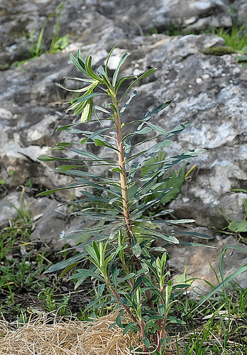 Euphorbia rigida - euphorbe rigide 554