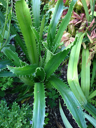 Eryngium agavifolium - panicaut à feuilles d'Agave 555