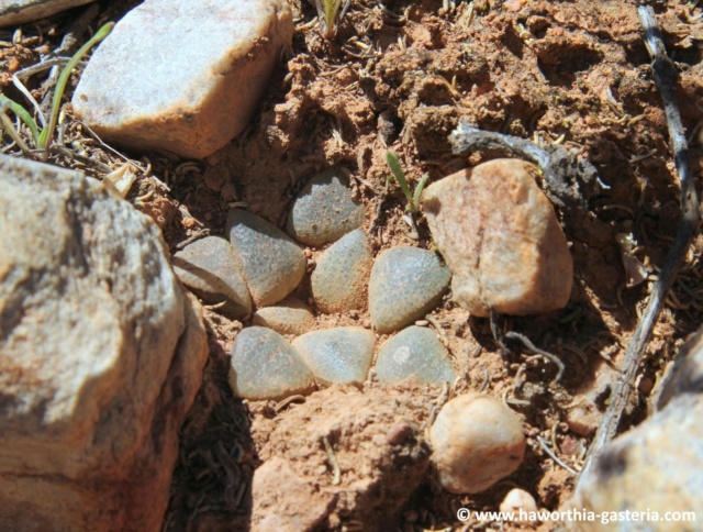 Haworthia emelyae (= Haworthia picta) 596_811