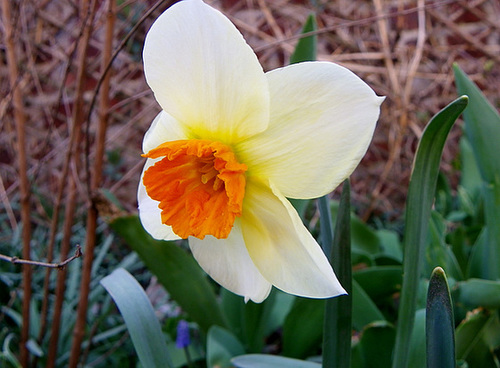 Narcissus - les narcisses horticoles - Page 2 5_meal10