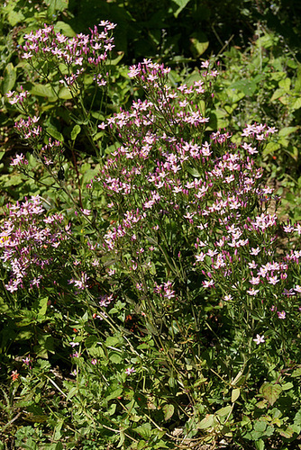 Centaurium erythraea - érythrée, petite centaurée rouge 5_serg10