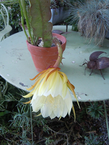 epiphylium - Epiphyllum cooperi 5abeil10