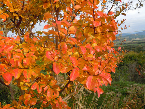 Lagerstroemia indica 6-abei16