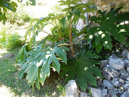 TETRAPANAX - Tetrapanax papyrifera 6-abei20