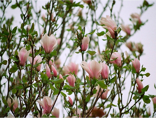 Magnolia x soulangeana 6138